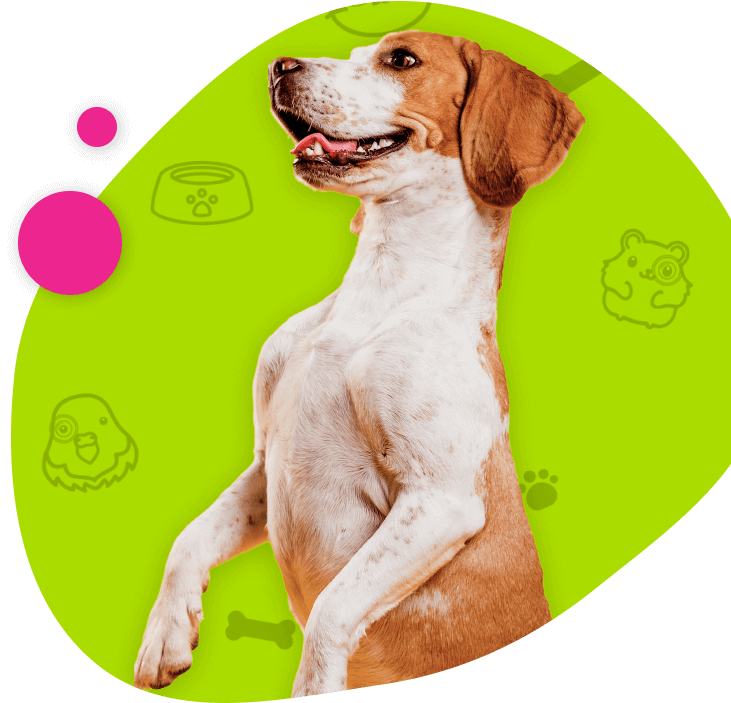 Dog with green background